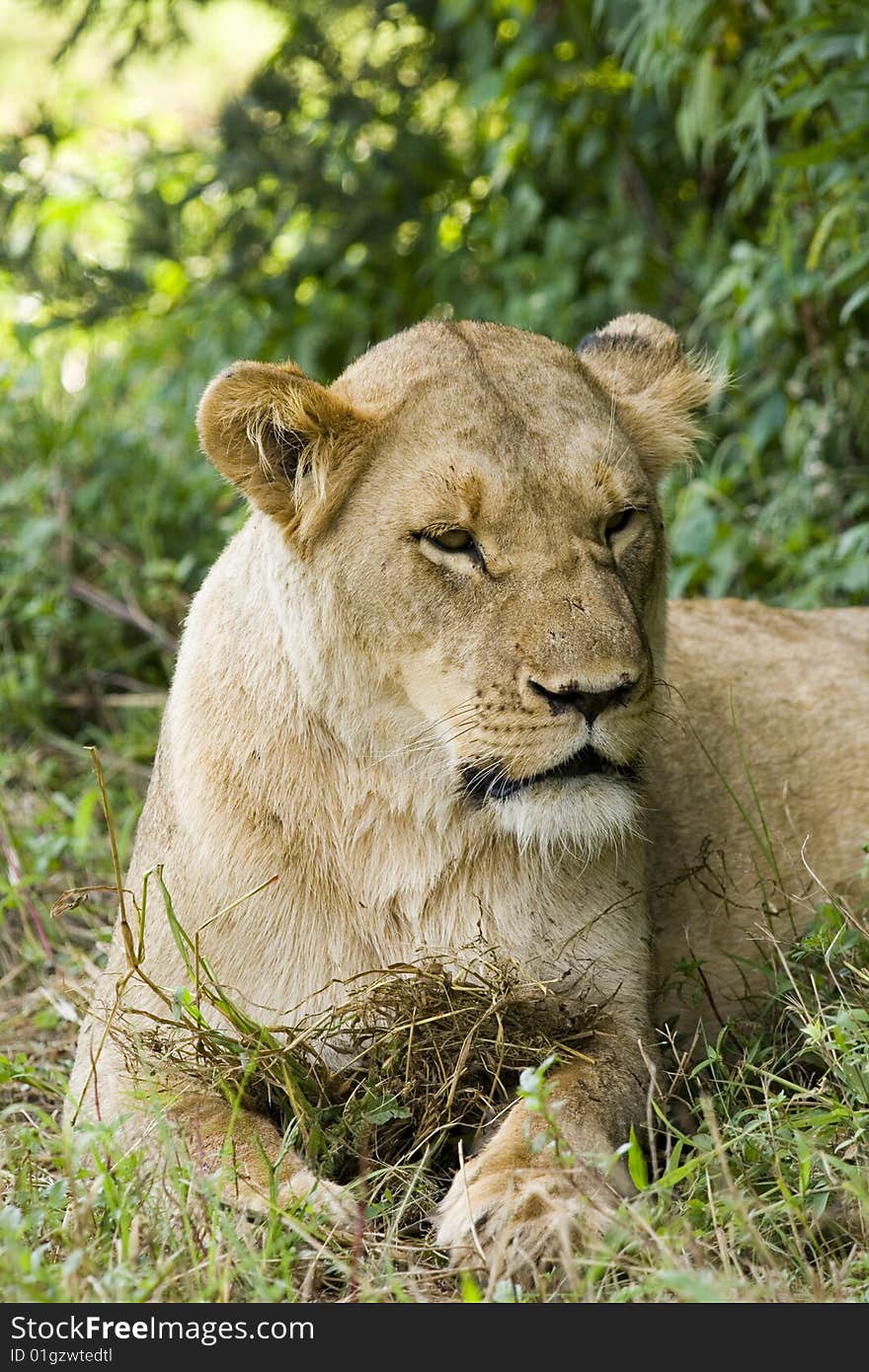 Female lioness