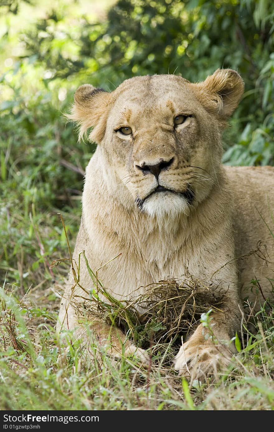 Female Lioness