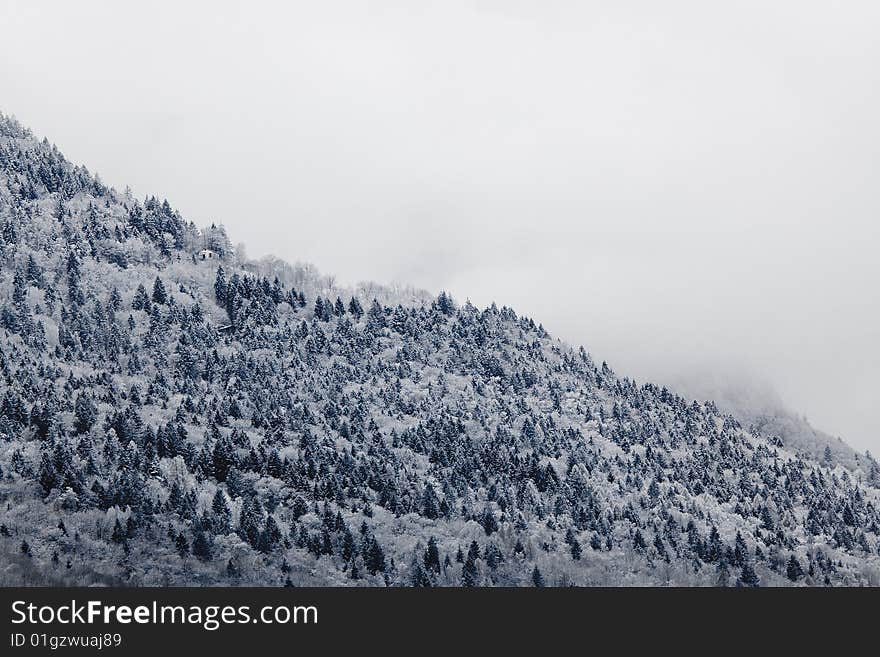 Mountain pine forest covered with snow. Mountain pine forest covered with snow