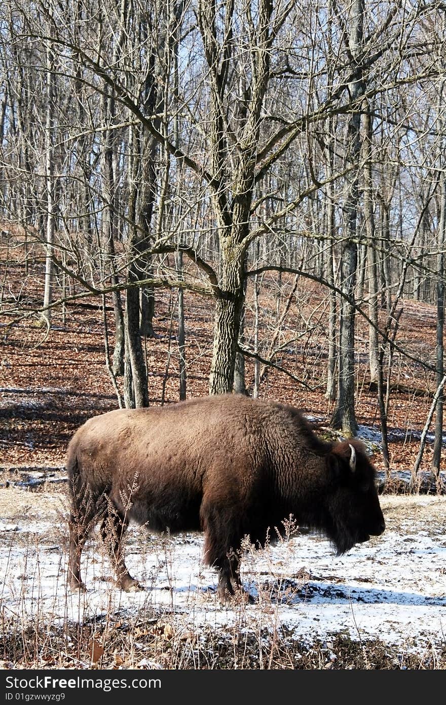 Buffalo in snow in forest