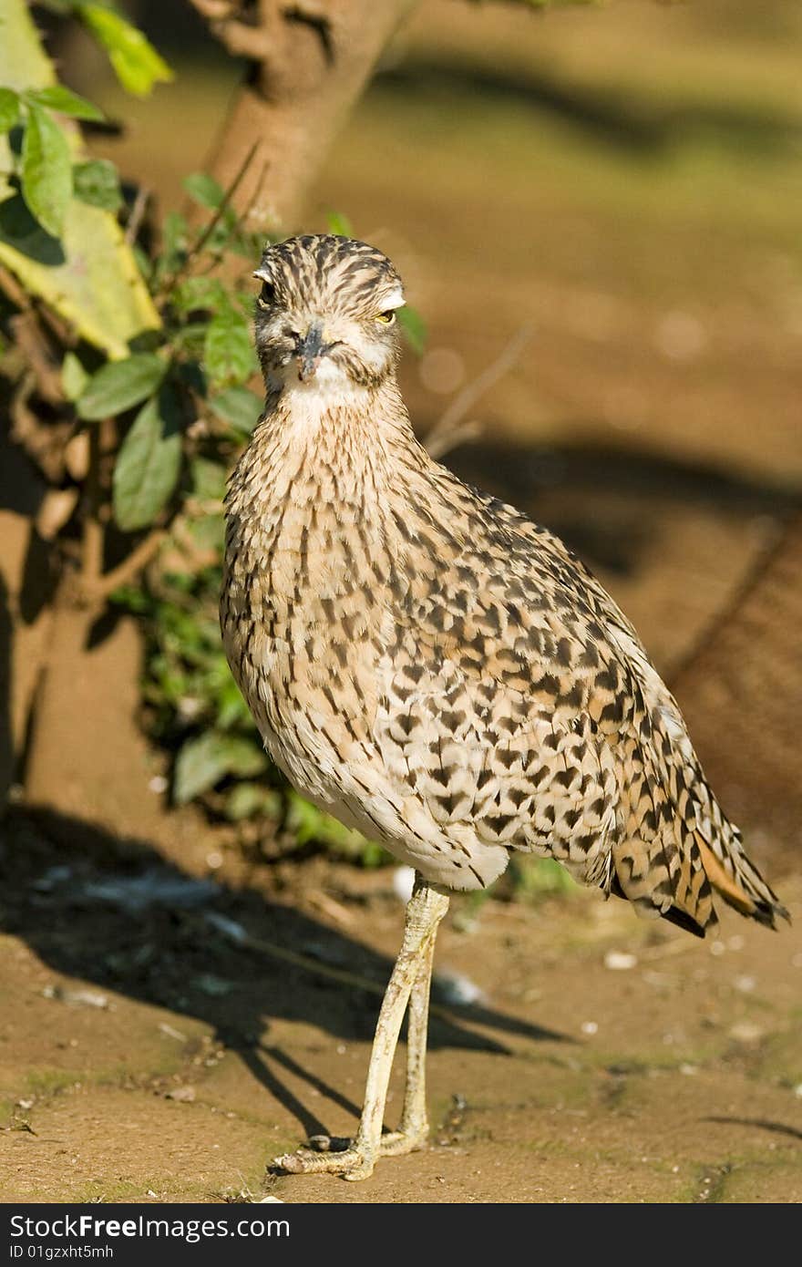 Francolin