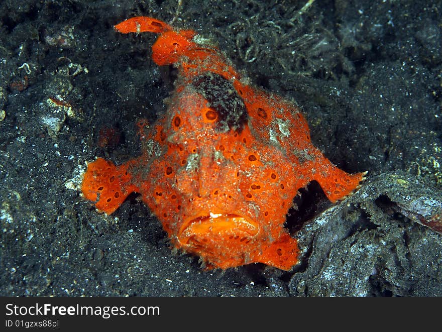 Orange frogfish buried in sand on coral reef. Orange frogfish buried in sand on coral reef