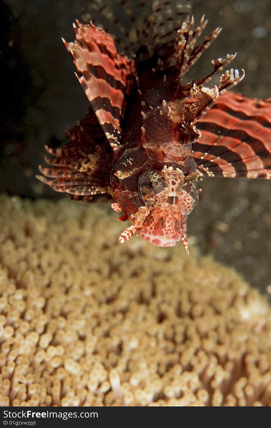 Zebra Lionfish (Dendrochirus zebra) hovering over anemone