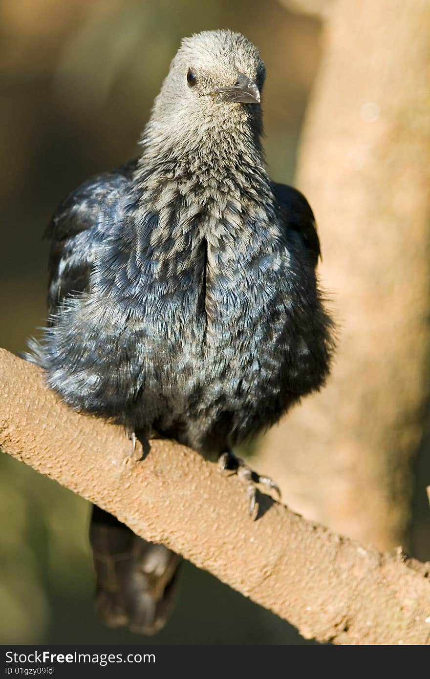 Blue feathered bird perched on a branch