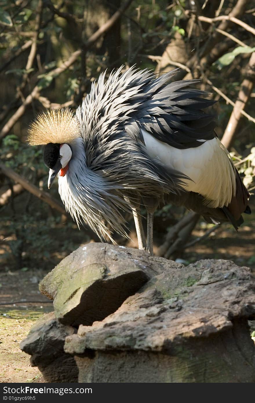 Crowned Crane - Balearica Regulorum