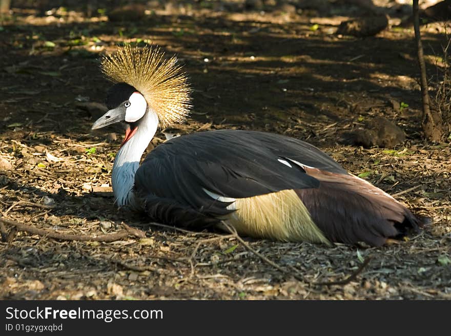 Crowned Crane ruffling feathers on private game farm in South Africa. Crowned Crane ruffling feathers on private game farm in South Africa