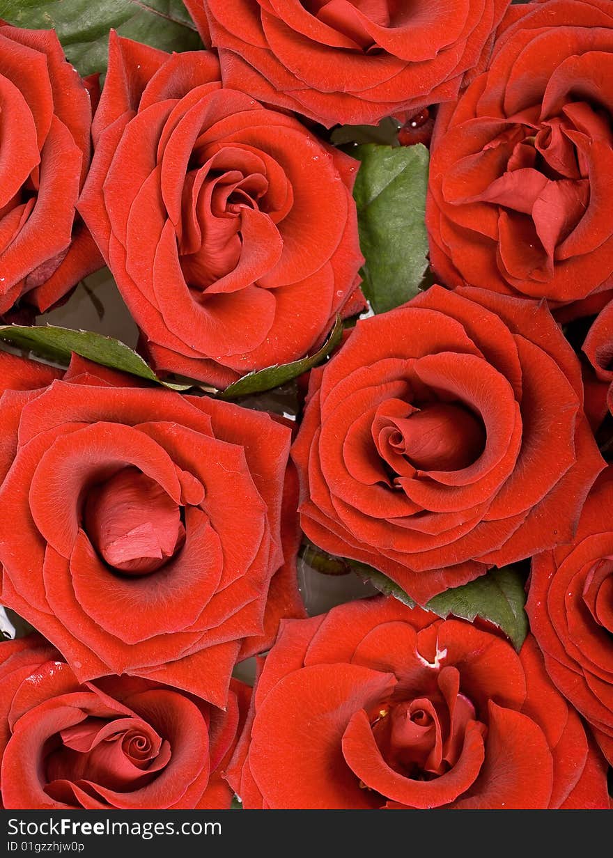 Background of beautiful red roses