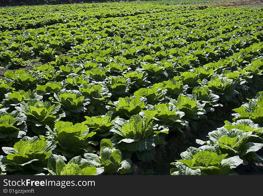 Cabbage growing in a flat bottom valley.  Cabbage is a healthy vegetable that can be used in many dishes. It's rich in vitamins and fiber.  This is rich farmland area. Cabbage growing in a flat bottom valley.  Cabbage is a healthy vegetable that can be used in many dishes. It's rich in vitamins and fiber.  This is rich farmland area.