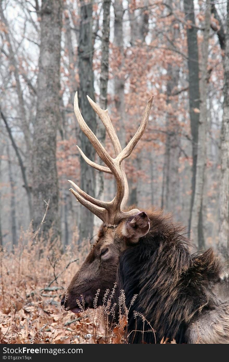 Bull elk