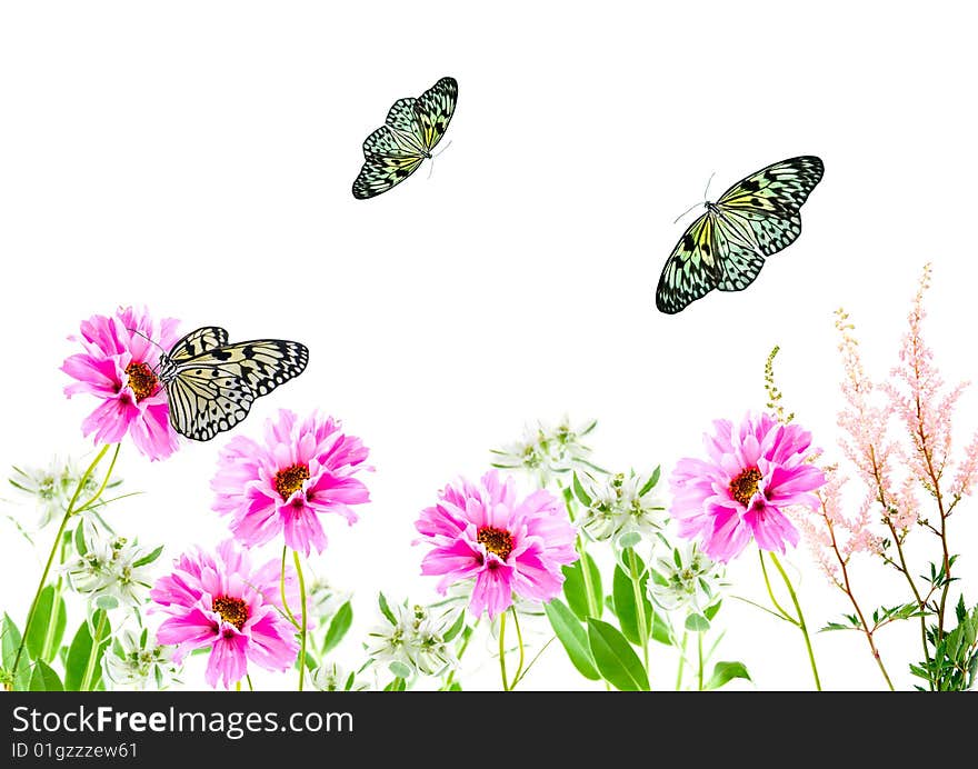 Composition from flowers and butterflies on a white background