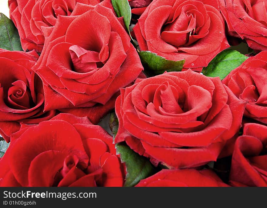 Background of beautiful red roses