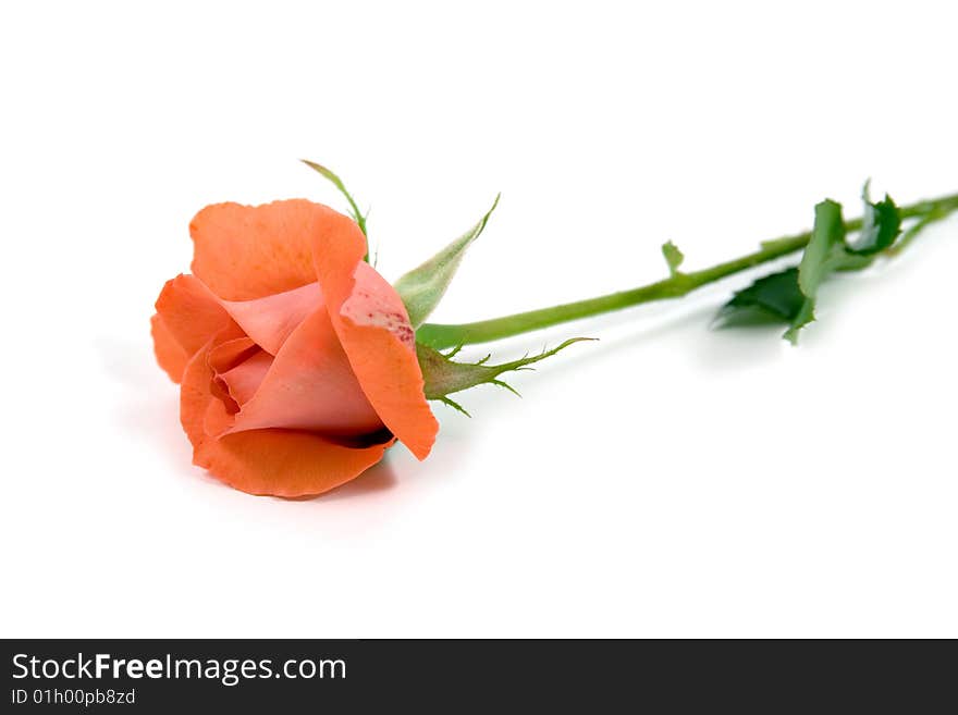 Red rose isolated on white background