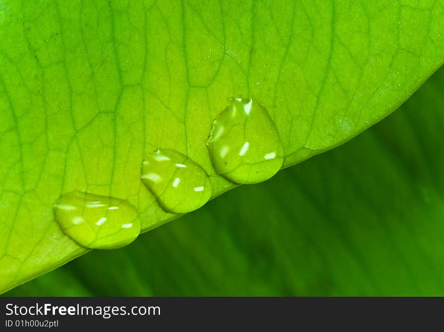 Green sheet background with raindrops. close up .