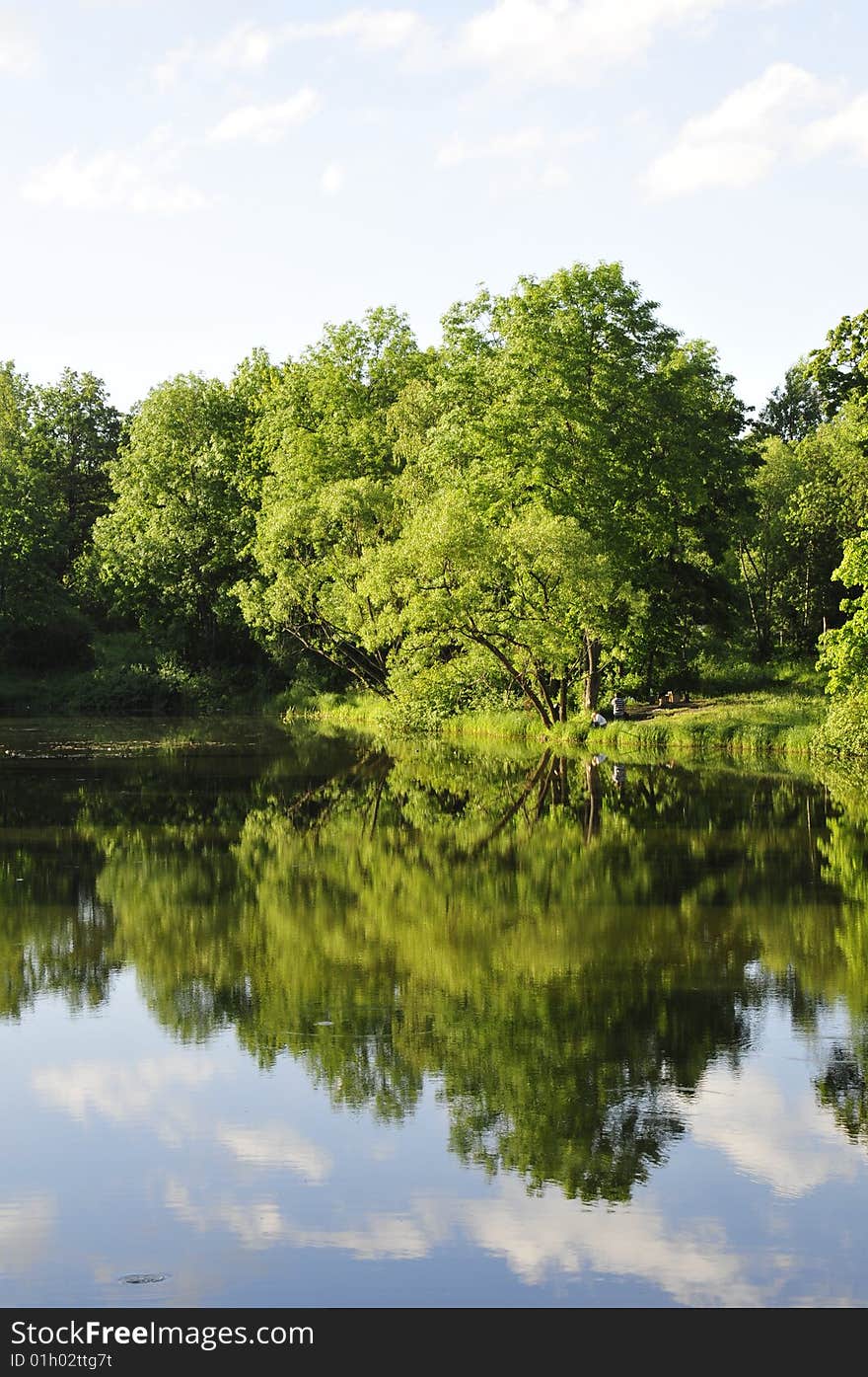 Trees By The River