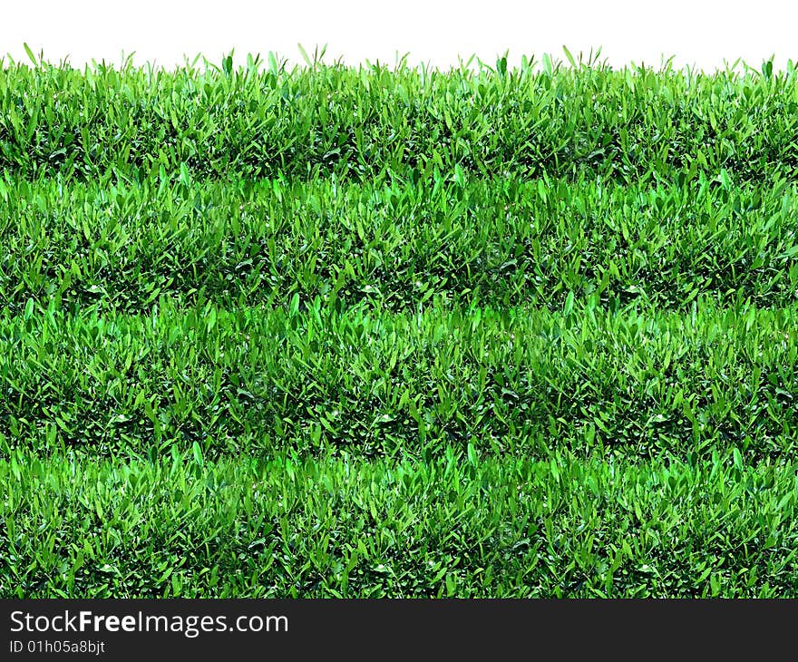 Spring, green grass isolated on white. Spring, green grass isolated on white