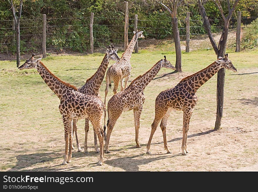 Group of Five Young Giraffes on the Lookout