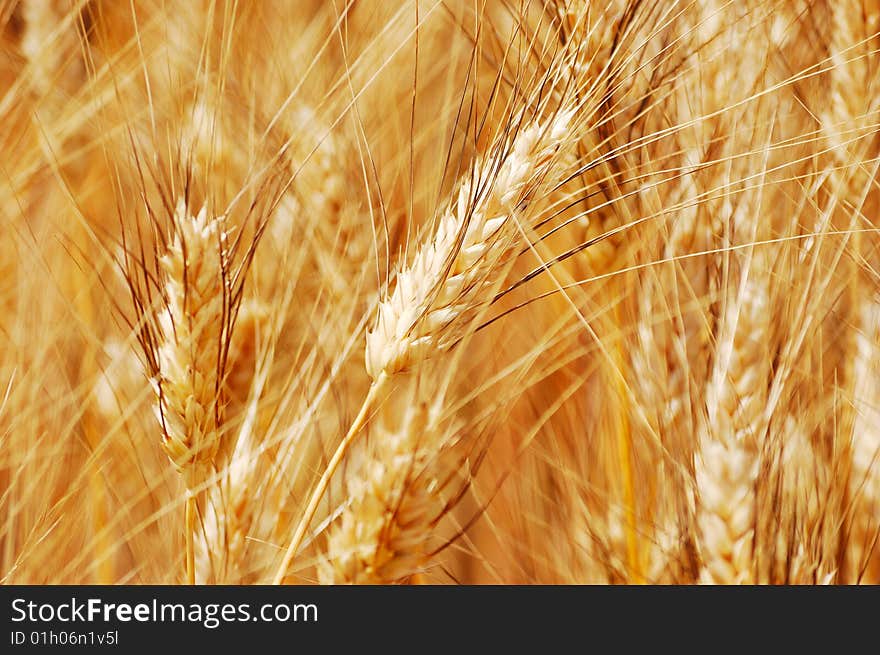 Ripe golden wheat ears closeup. Ripe golden wheat ears closeup