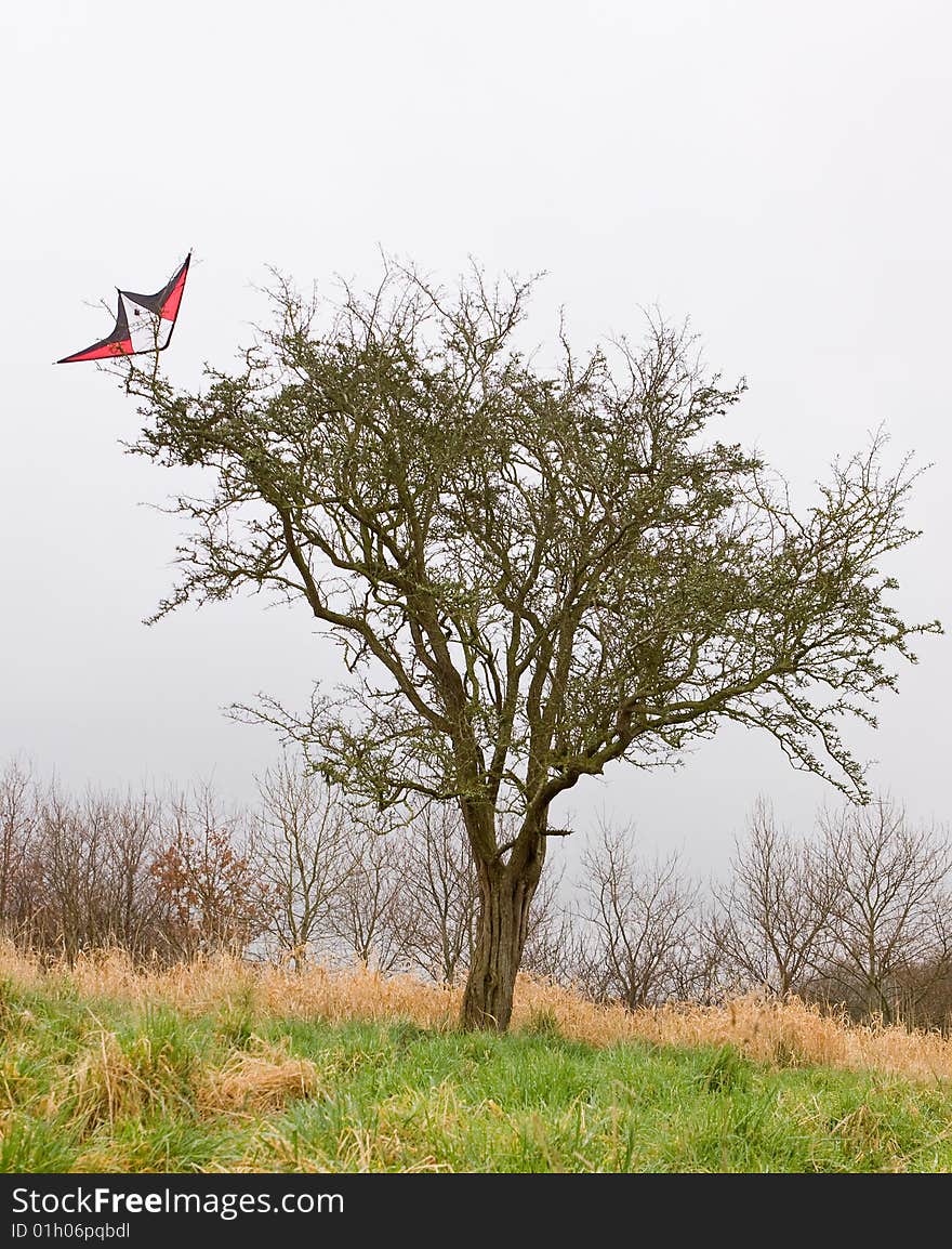 Kite stuck high in the branches of a tree. Kite stuck high in the branches of a tree