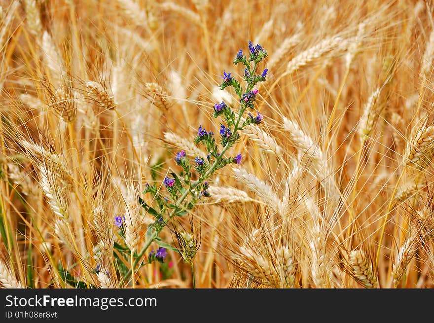 Wheat and wildflowers