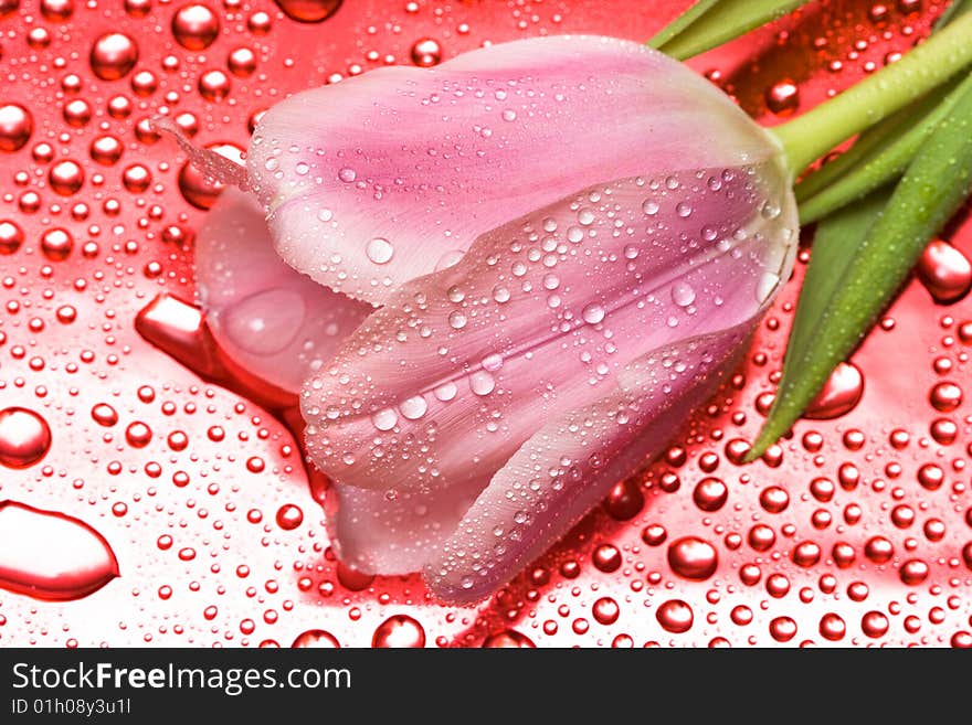 Pink tulip with water droplets