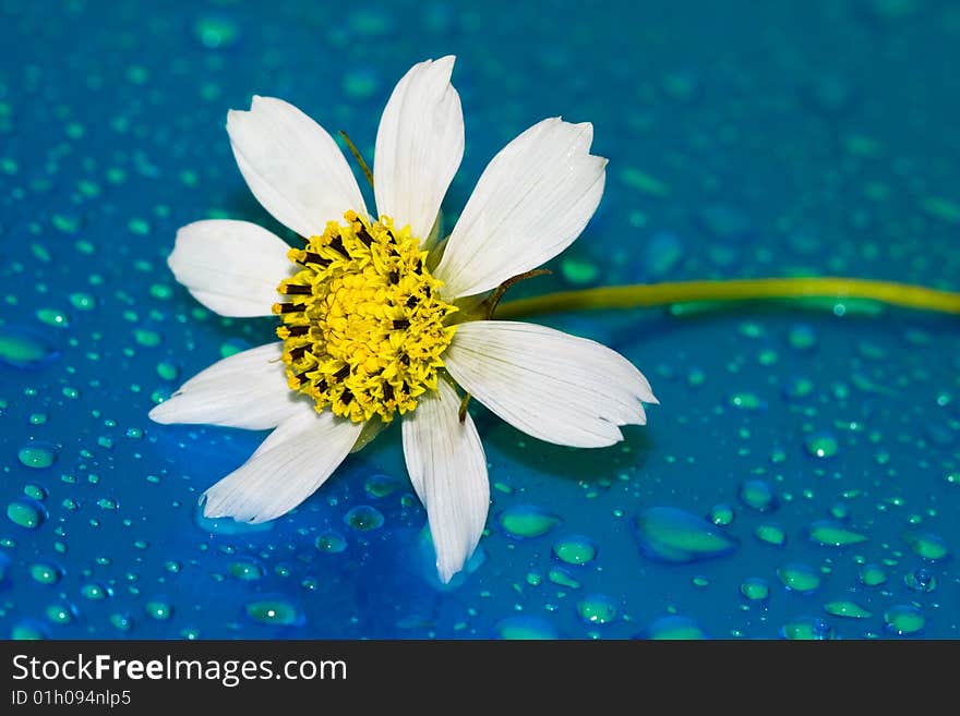 Close-up of chamomile with water drop, macro