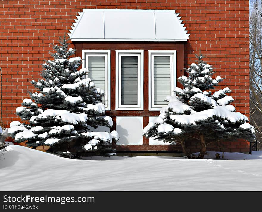 Bay window and two evergreens