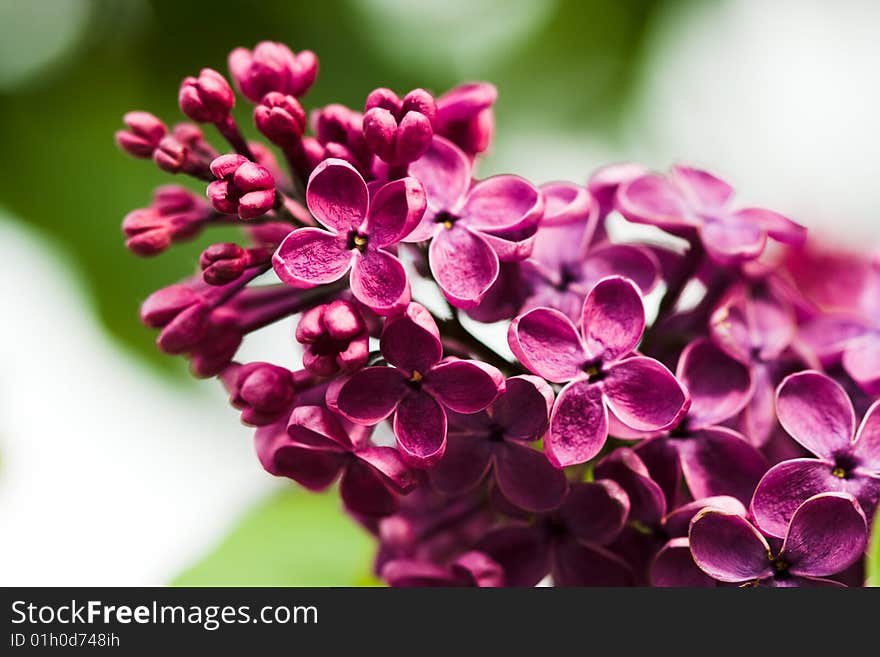 Bunch of violet lilac flower. Bunch of violet lilac flower