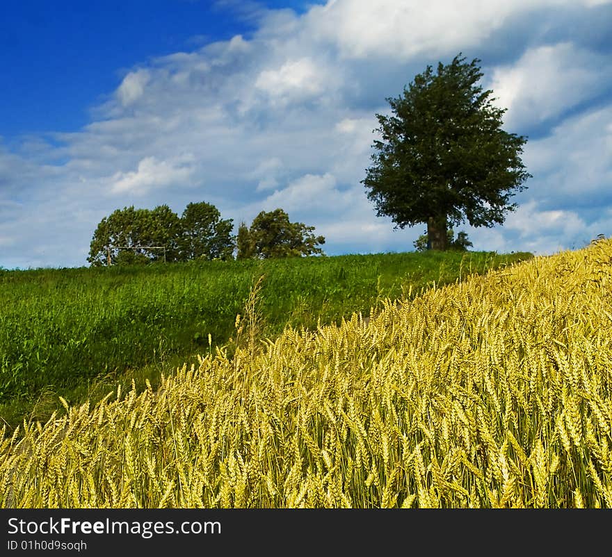 grain, wind and single tree on the hill. grain, wind and single tree on the hill