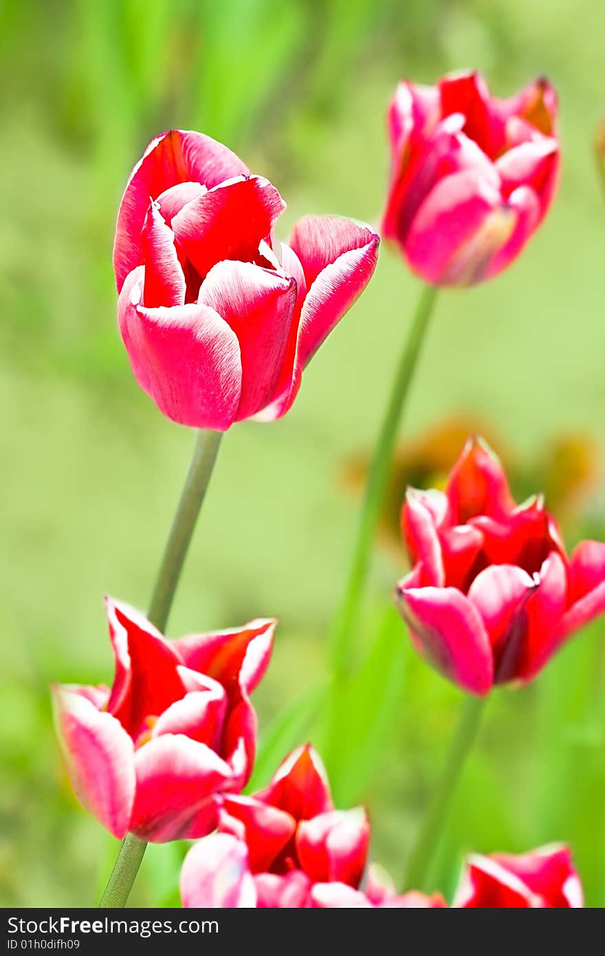 Close-up of pink tulip on field
