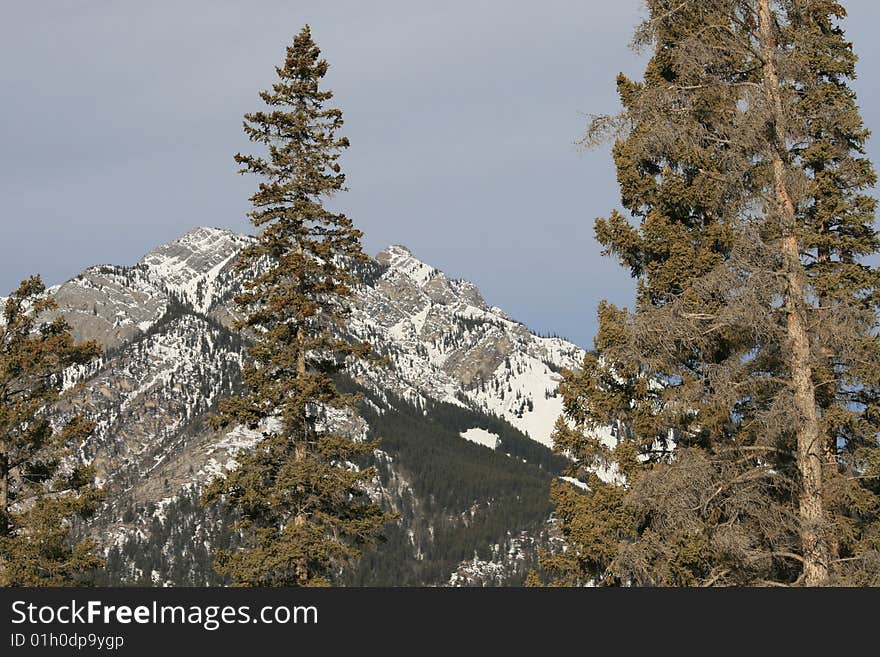 Picture from the canadian forest in mountains, winter. Picture from the canadian forest in mountains, winter