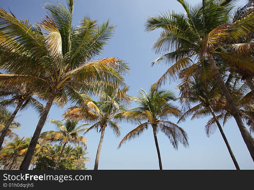 Palm trees on blue sky