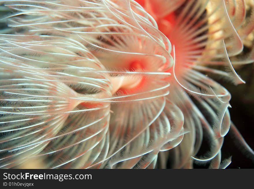 Christmas Tree worms