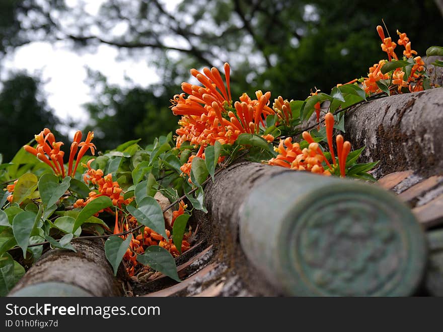 Spring is coming and flower climb the roof. Spring is coming and flower climb the roof.