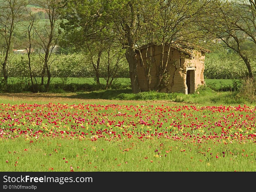 Stone Shed And Tulip Field