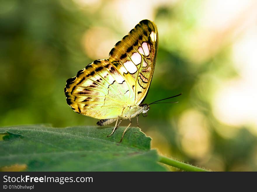 Yellow butterfly on a green leaf