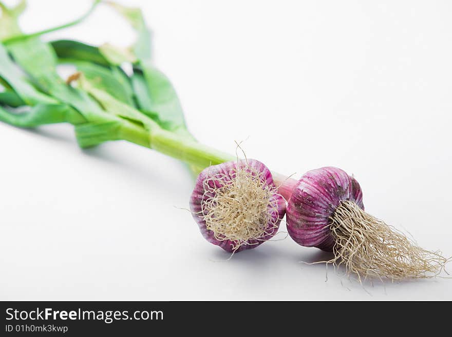 Freshly picked garlic