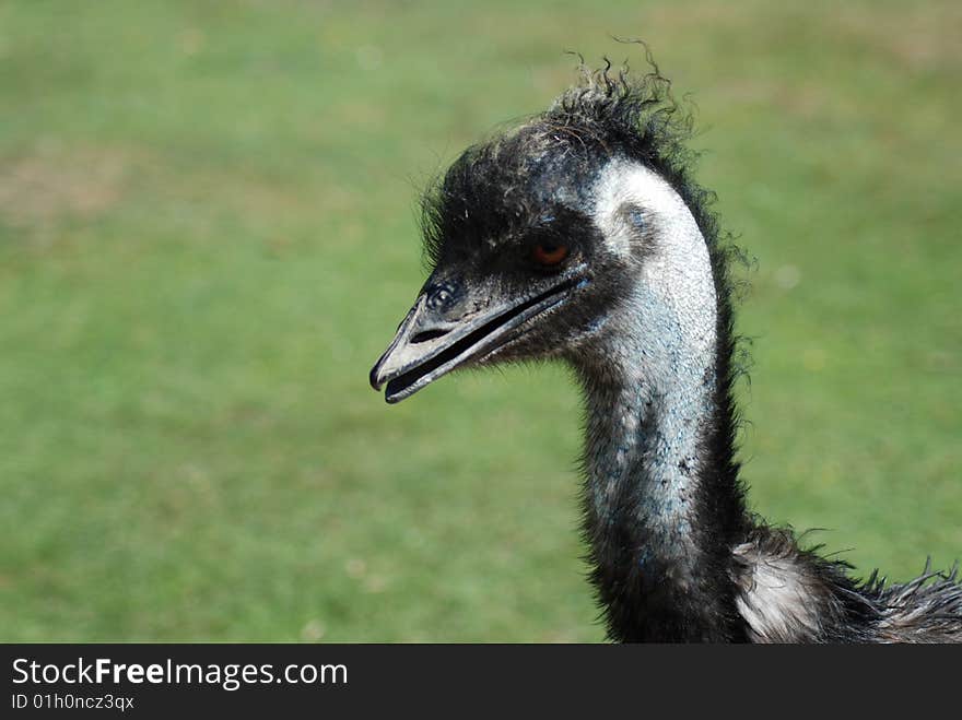 Close up of Emu head