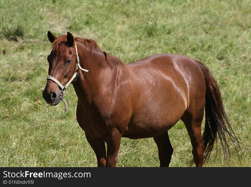 Beautiful brown horse waiting for something