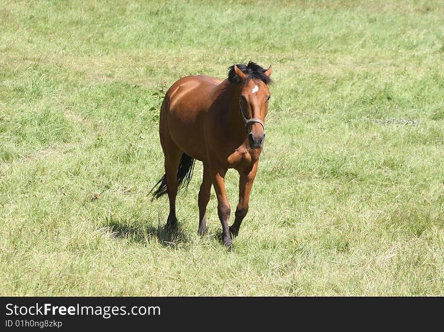 Beautiful brown horse strolling in the grass