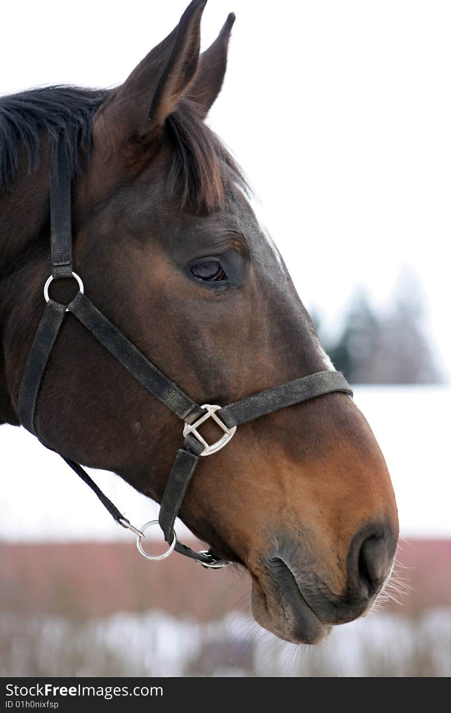 Beautiful brown horse curious of something