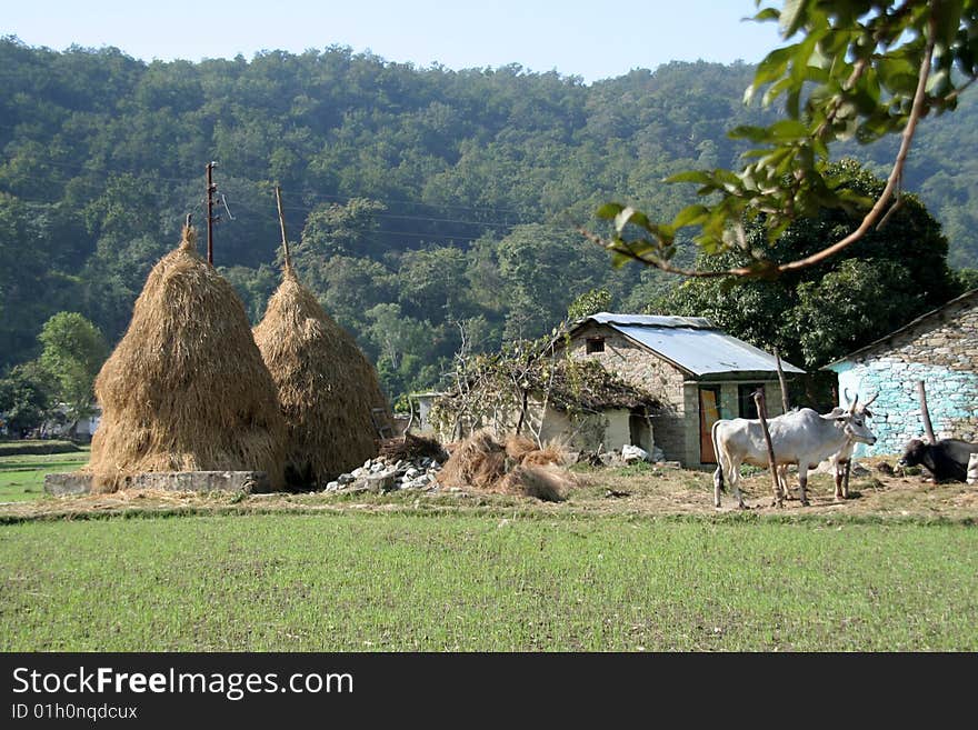 Scene of typical Indian village with hay stalk towers, house and cattle. Scene of typical Indian village with hay stalk towers, house and cattle