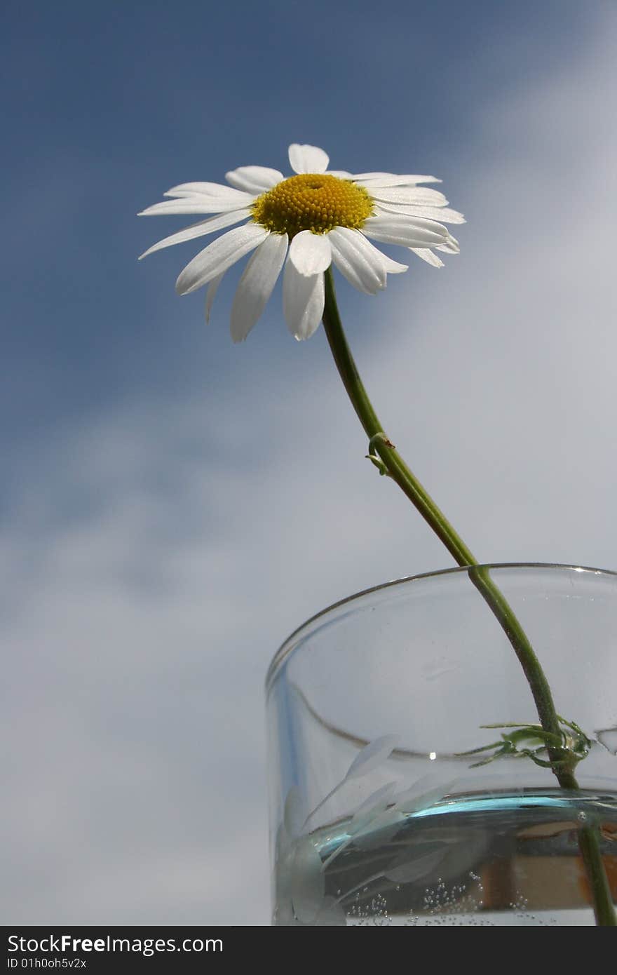 Sunflower reaching for the morning sky.