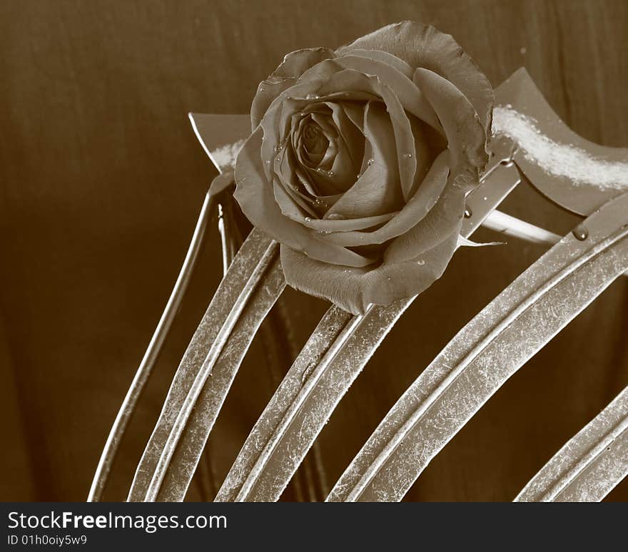 Red rose framed by metal. Red rose framed by metal.