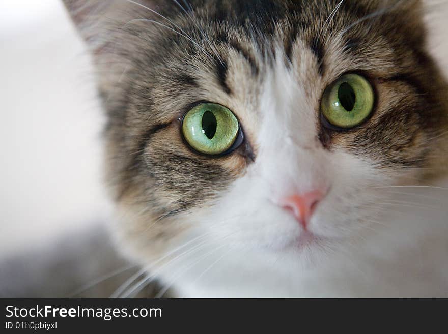 A portrait of a cute black and white cat. A portrait of a cute black and white cat.