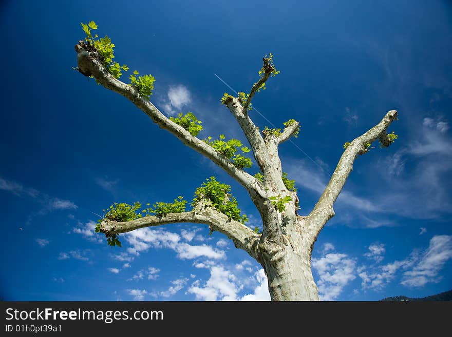 Branches of a tree show like arms in the sky.