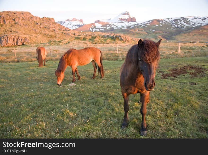 Iceland ponys