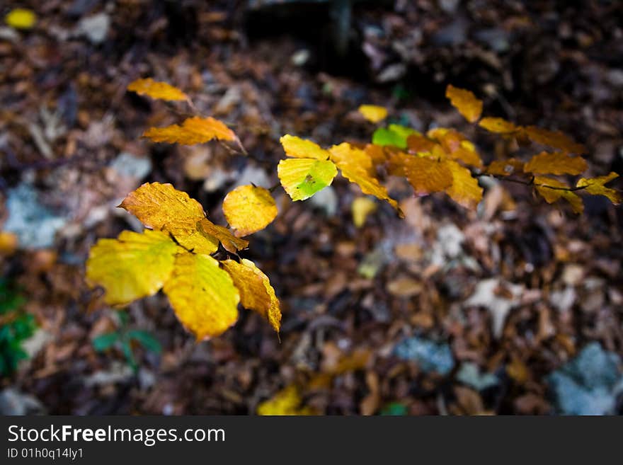 Fine branch with autumn colored leaves. Fine branch with autumn colored leaves.