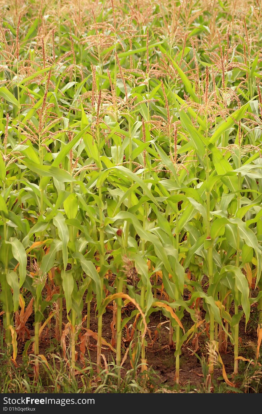 Detail of corn ripening in the summer sun. Detail of corn ripening in the summer sun