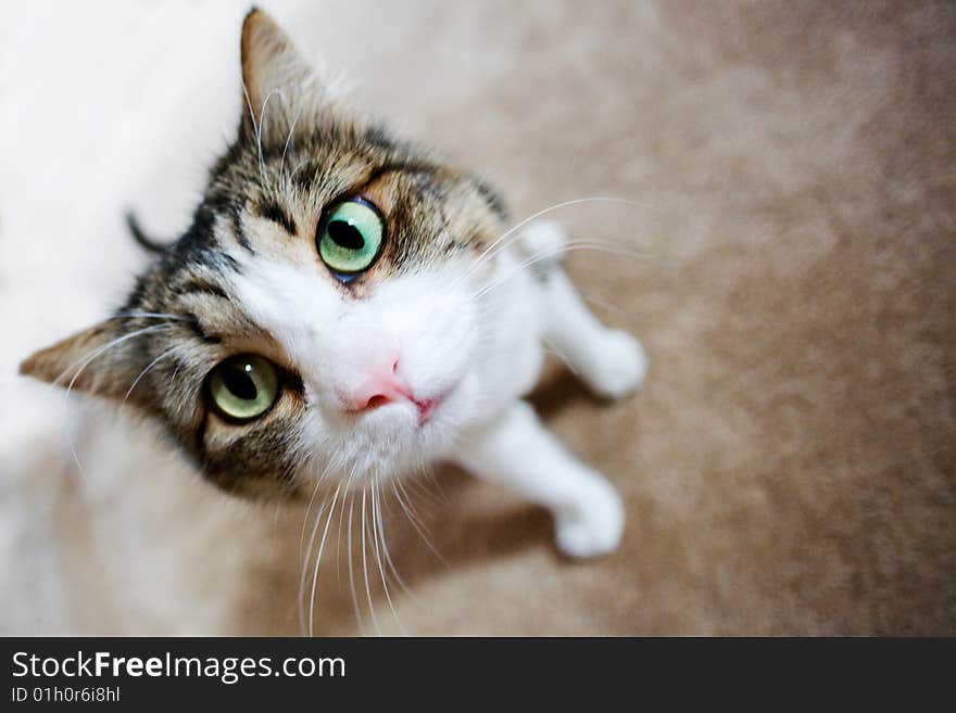 A portrait of a cute black and white cat. A portrait of a cute black and white cat.