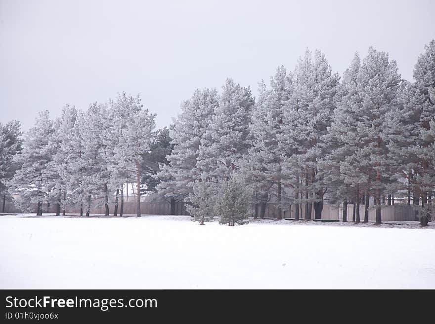 Trees, winter